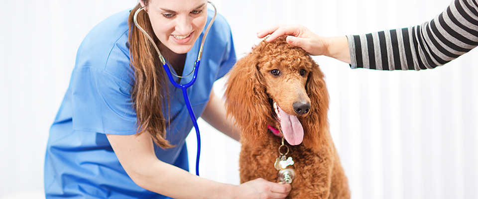 veterinarian checking the heartbeat of a dog